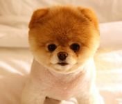 pic for Cute Dog Boo 